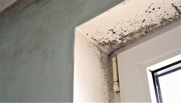 Mold Removal for HVAC Installations in Fort Dick, CA
