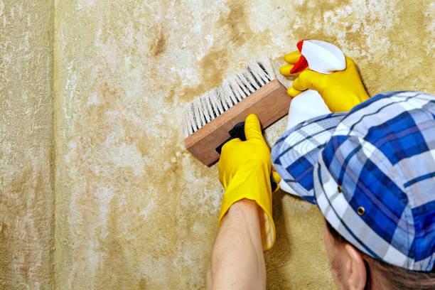Best Residential Mold Inspection & Testing  in Fort Dick, CA