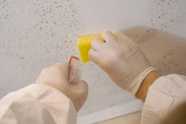 Best Airborne Mold Testing  in Fort Dick, CA