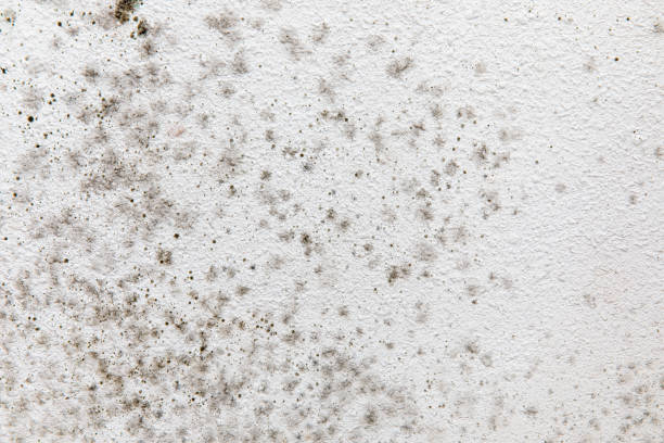 Dehumidification Services in Fort Dick, CA